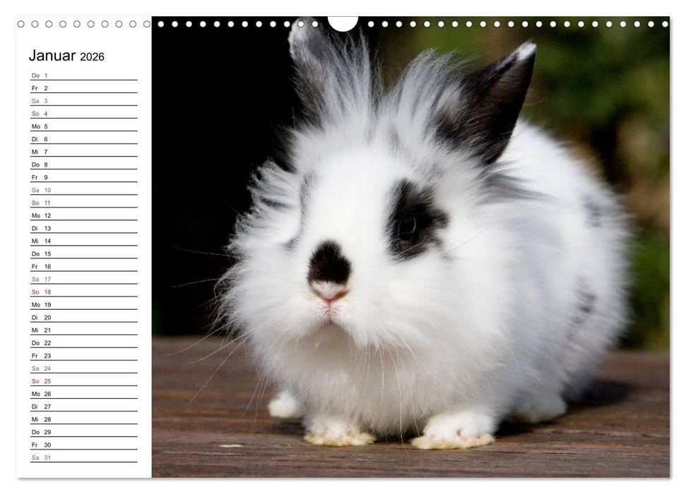 Kaninchen - knuddelige Hausgenossen (CALVENDO Wandkalender 2026)