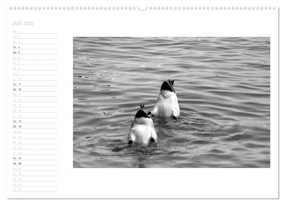 Bilder vom See (CALVENDO Premium Wandkalender 2026)