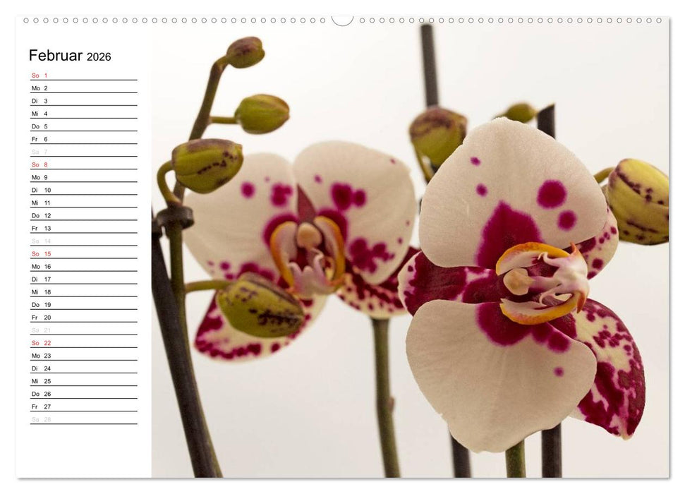 Blütenzauber Orchideen (CALVENDO Wandkalender 2026)