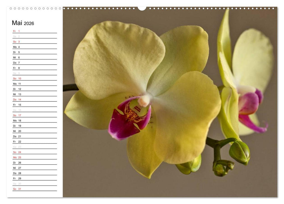 Blütenzauber Orchideen (CALVENDO Wandkalender 2026)