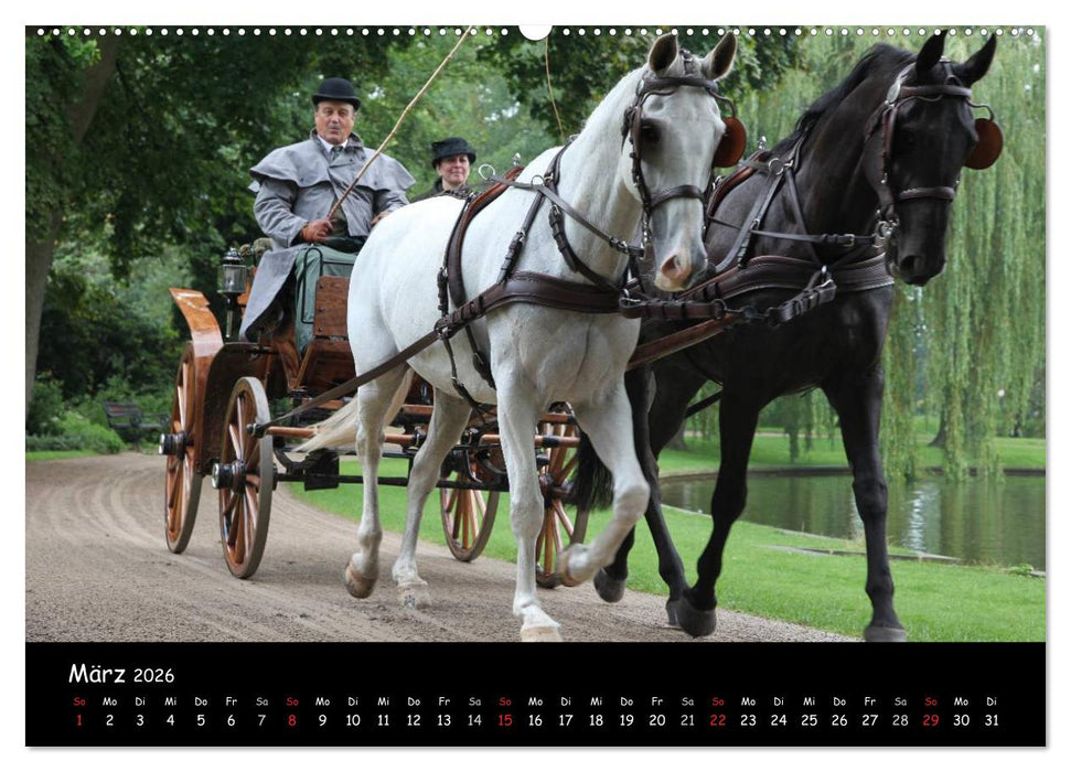 CIAT - Historischer Fahrsport in Celle (CALVENDO Wandkalender 2026)
