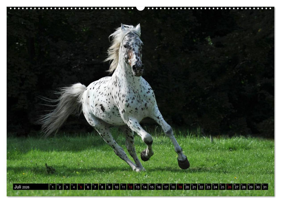 Traumpferde - Fürstliche Hofreitschule Bückeburg (CALVENDO Premium Wandkalender 2026)