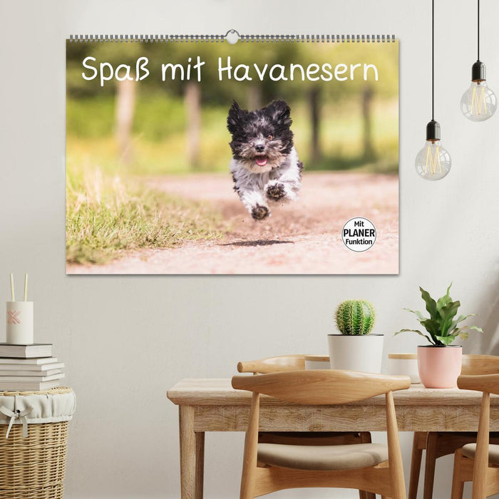 Spaß mit Havanesern (CALVENDO Wandkalender 2026)