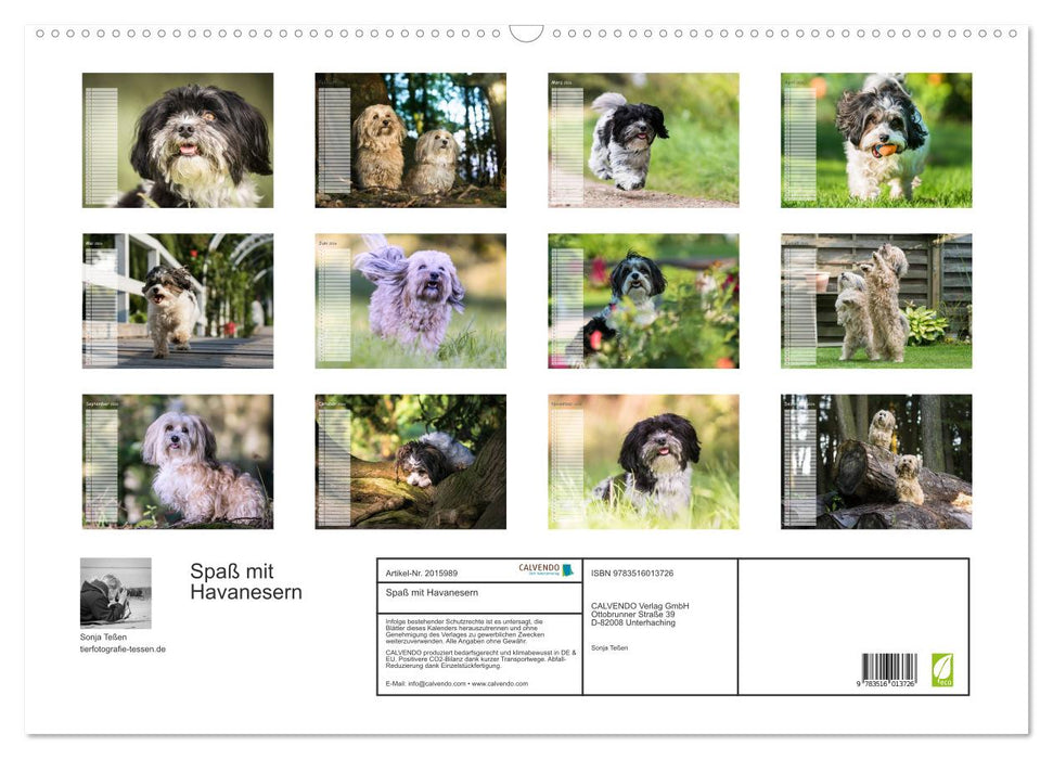 Spaß mit Havanesern (CALVENDO Wandkalender 2026)