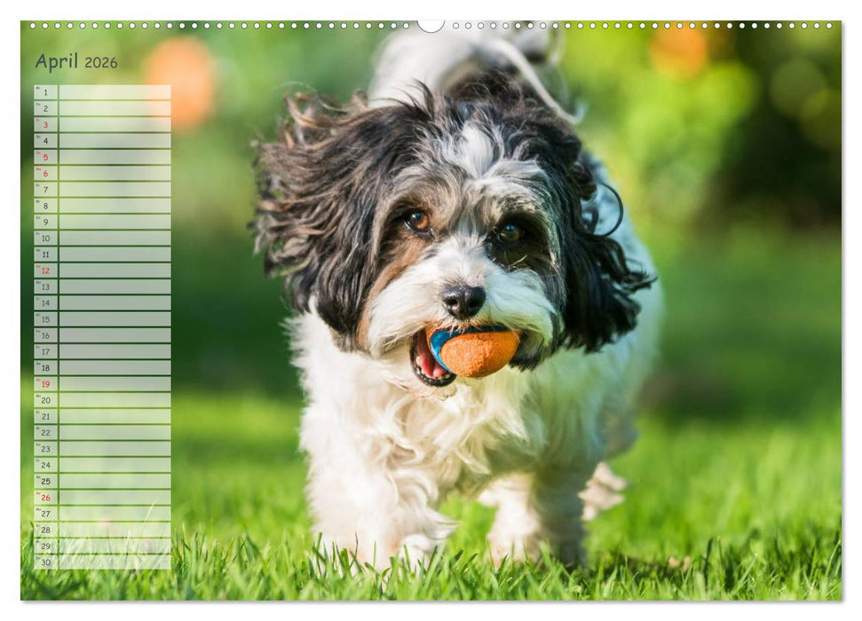 Spaß mit Havanesern (CALVENDO Wandkalender 2026)