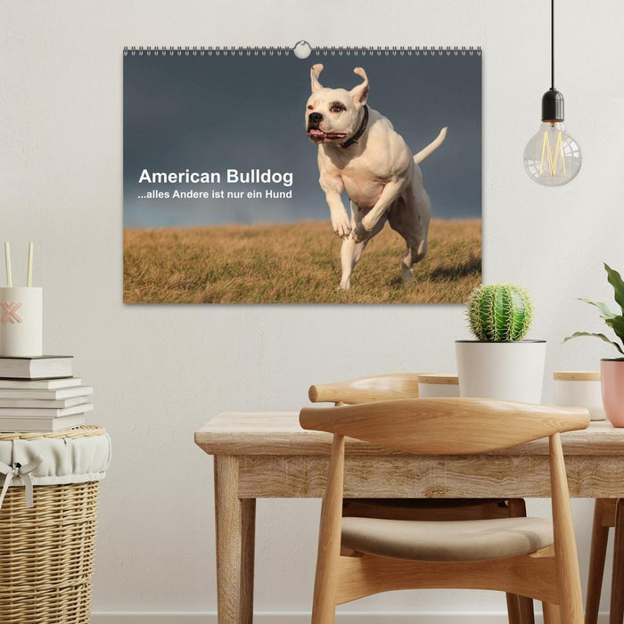 American Bulldog - alles Andere ist nur ein Hund (CALVENDO Wandkalender 2026)