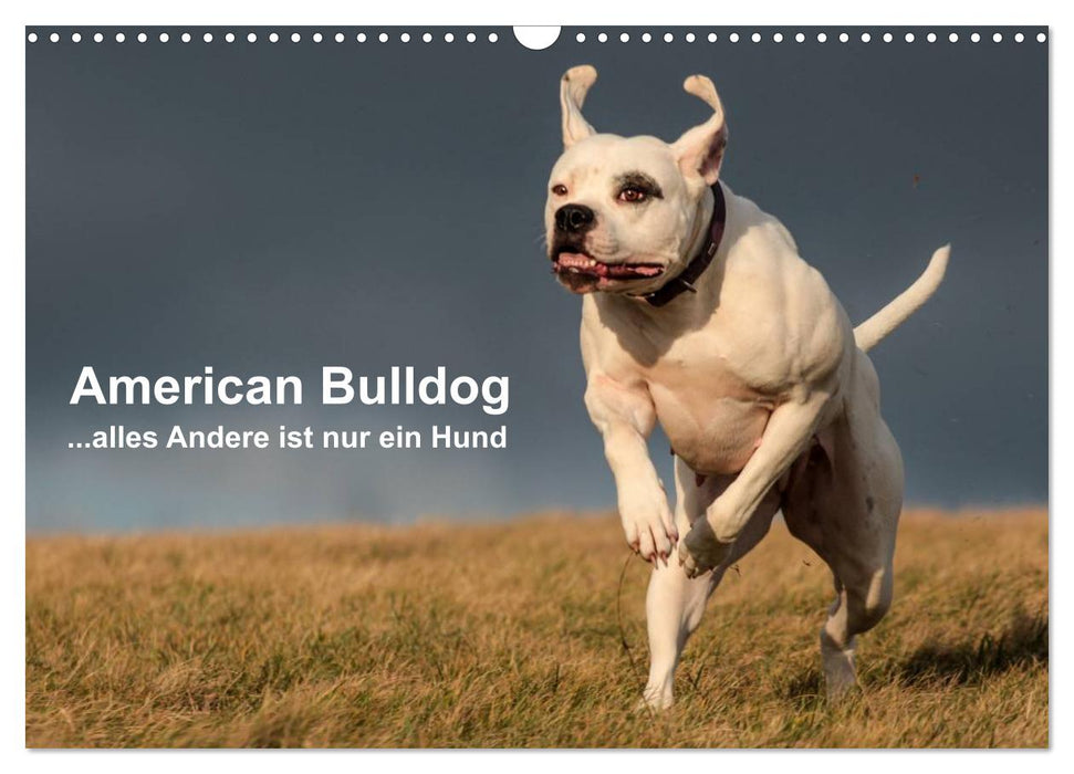 American Bulldog - alles Andere ist nur ein Hund (CALVENDO Wandkalender 2026)