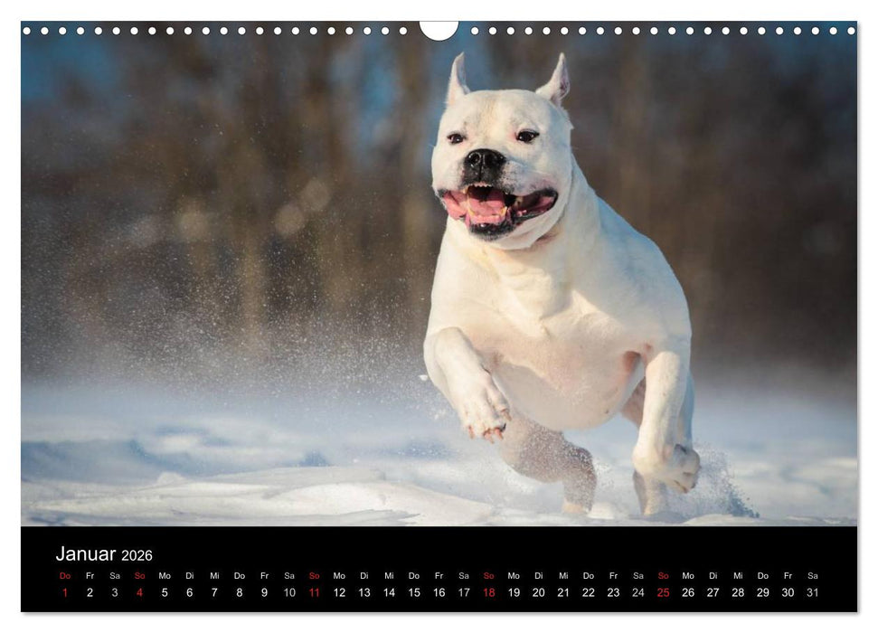 American Bulldog - alles Andere ist nur ein Hund (CALVENDO Wandkalender 2026)