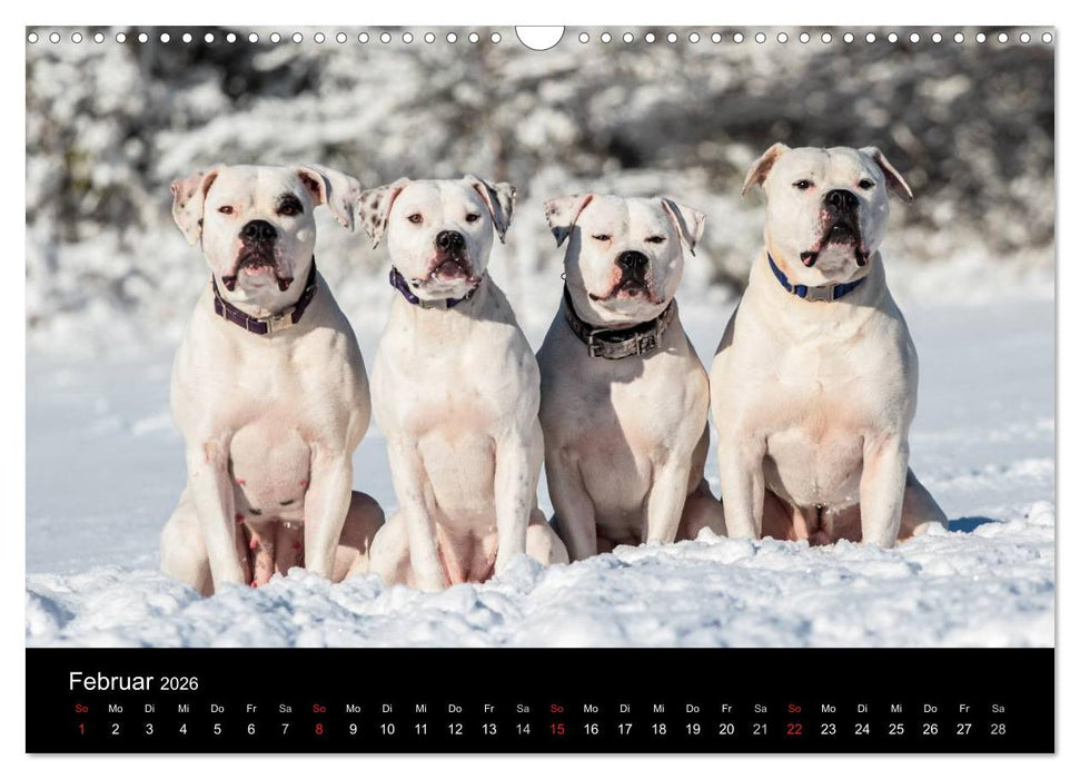 American Bulldog - alles Andere ist nur ein Hund (CALVENDO Wandkalender 2026)