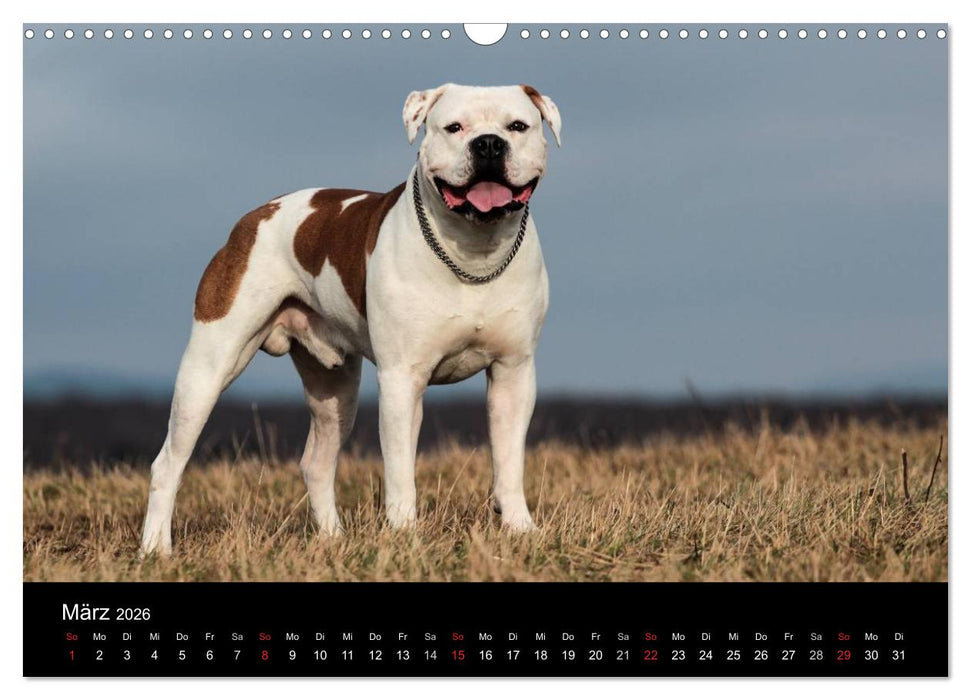 American Bulldog - alles Andere ist nur ein Hund (CALVENDO Wandkalender 2026)