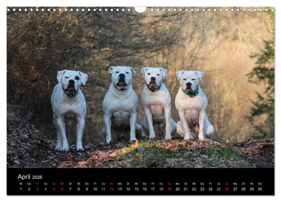 American Bulldog - alles Andere ist nur ein Hund (CALVENDO Wandkalender 2026)