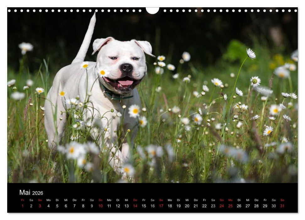 American Bulldog - alles Andere ist nur ein Hund (CALVENDO Wandkalender 2026)