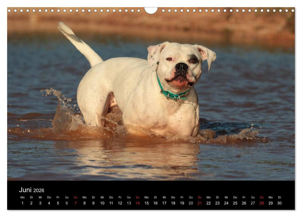 American Bulldog - alles Andere ist nur ein Hund (CALVENDO Wandkalender 2026)