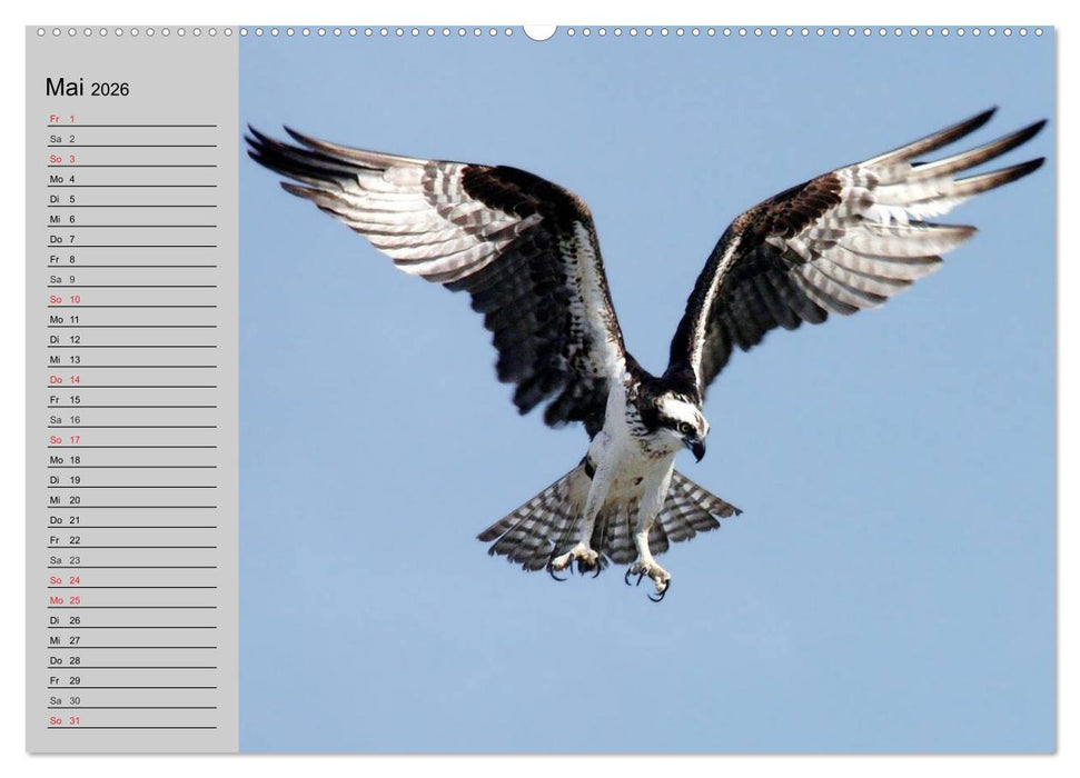 Adler und Greife. Könige des Himmels (CALVENDO Wandkalender 2026)