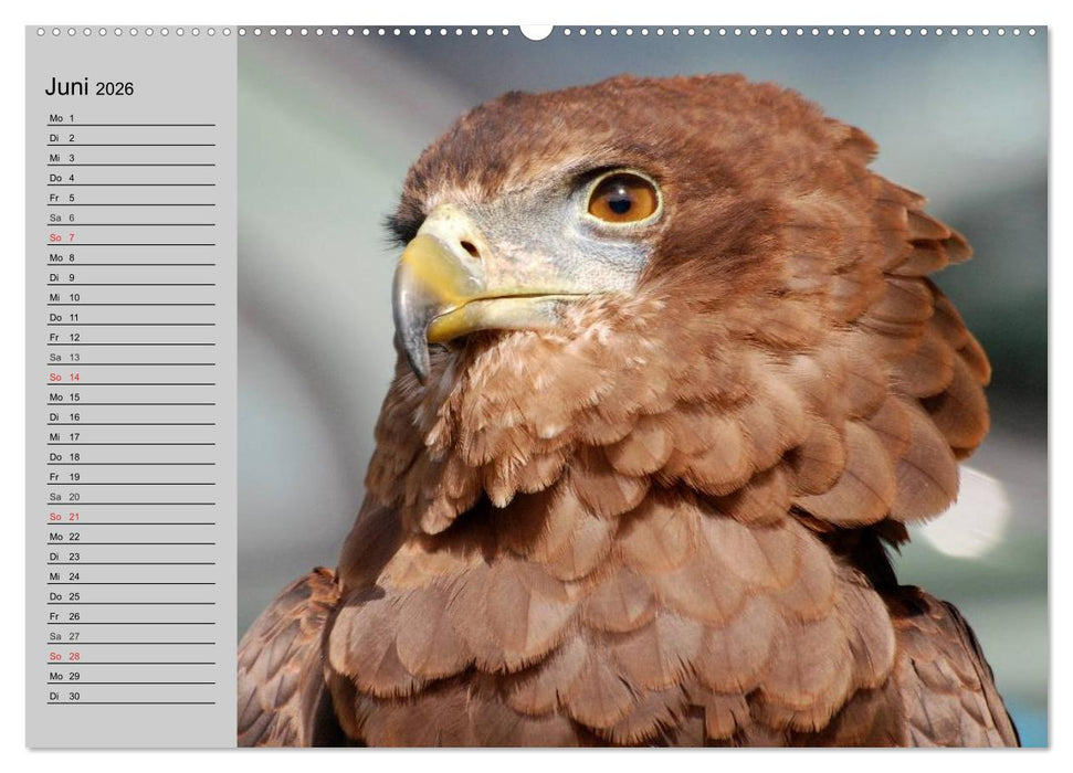 Adler und Greife. Könige des Himmels (CALVENDO Wandkalender 2026)