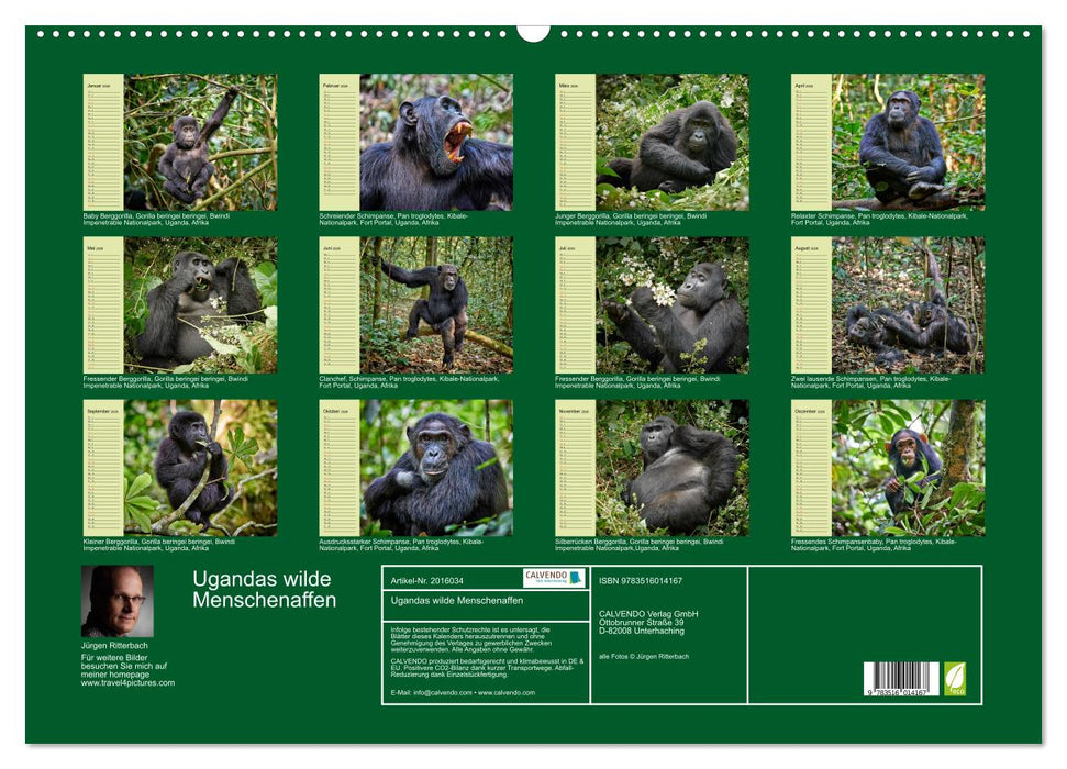 Ugandas wilde Menschenaffen (CALVENDO Wandkalender 2026)