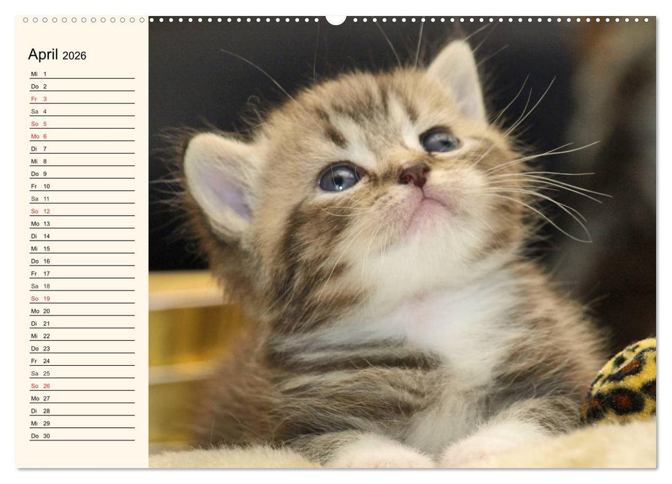 Bezaubernde Rassekatzen (CALVENDO Wandkalender 2026)
