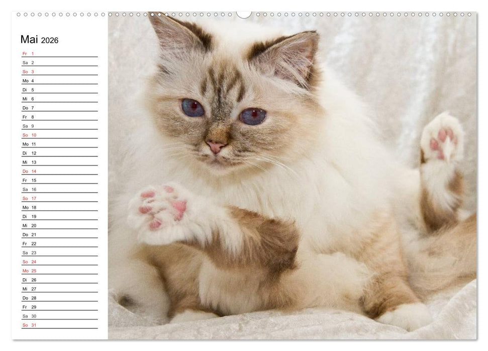 Bezaubernde Rassekatzen (CALVENDO Wandkalender 2026)