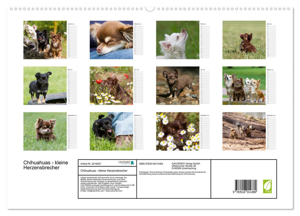 Chihuahuas - kleine Herzensbrecher (CALVENDO Premium Wandkalender 2026)