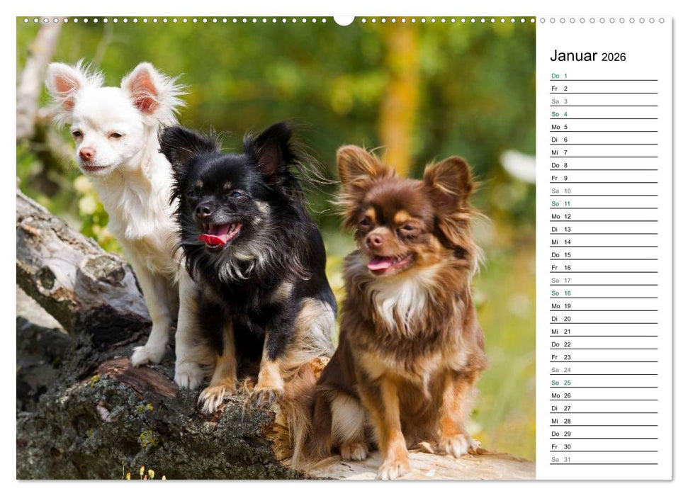 Chihuahuas - kleine Herzensbrecher (CALVENDO Premium Wandkalender 2026)