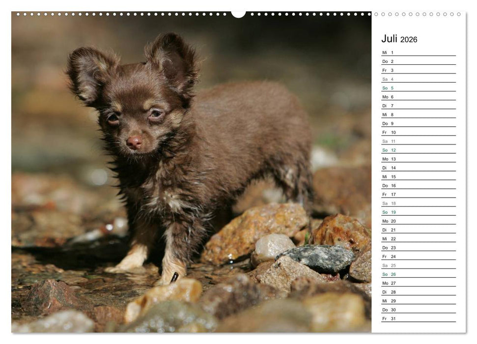 Chihuahuas - kleine Herzensbrecher (CALVENDO Premium Wandkalender 2026)