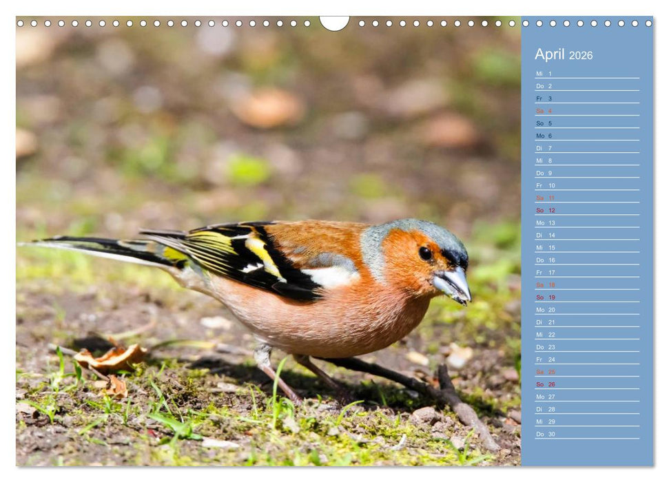 Gefiederte Gartenfreunde (CALVENDO Wandkalender 2026)