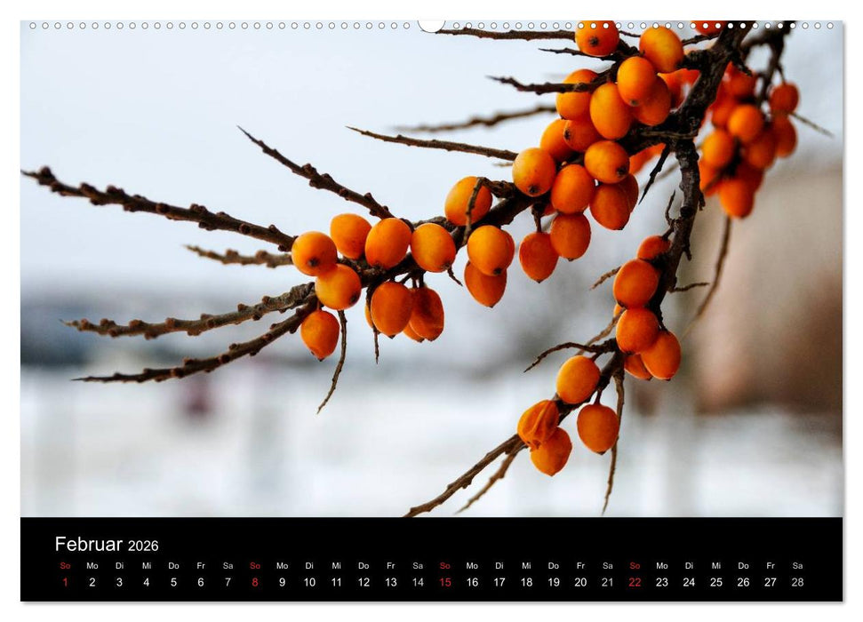 Gesehen auf - Rügen und Hiddensee (CALVENDO Premium Wandkalender 2026)