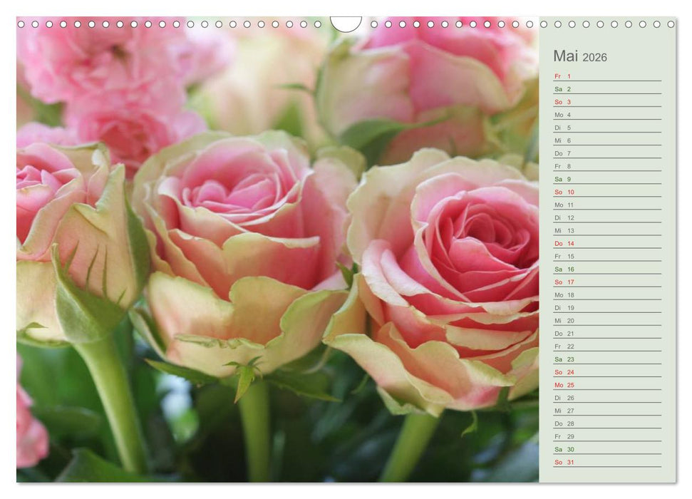 Rosen, Rosen ... arrangiert und am Strauch (CALVENDO Wandkalender 2026)