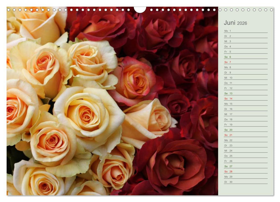 Rosen, Rosen ... arrangiert und am Strauch (CALVENDO Wandkalender 2026)