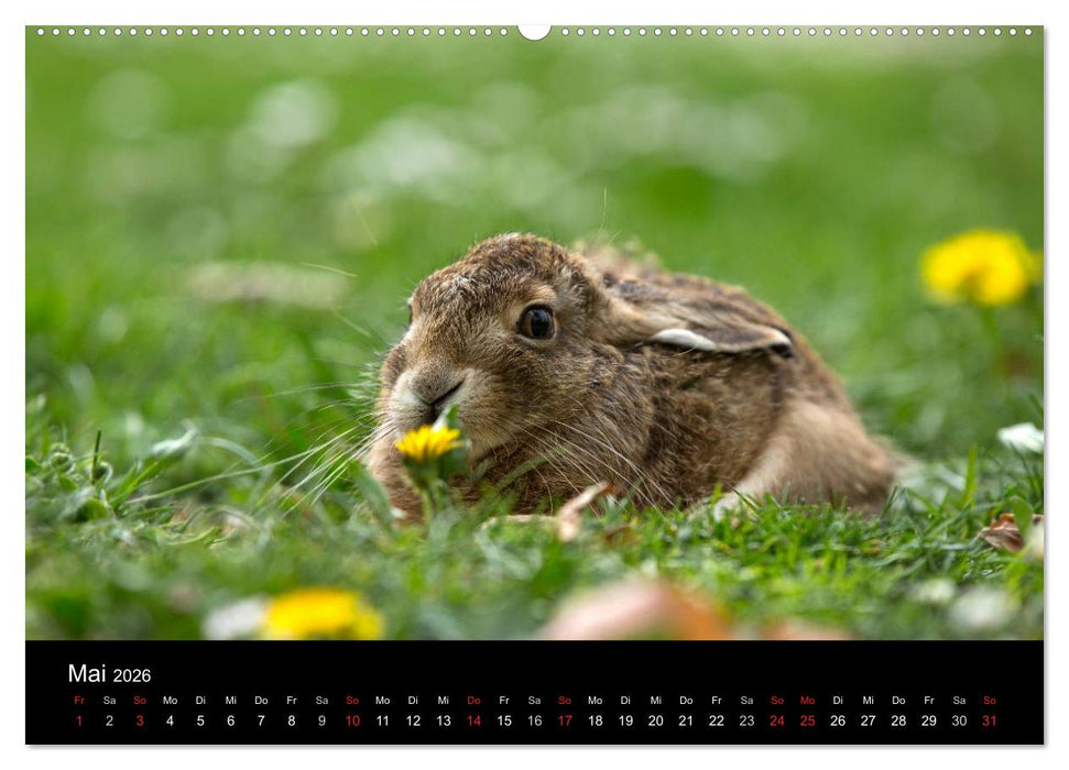 Wilde Heimat (CALVENDO Premium Wandkalender 2026)