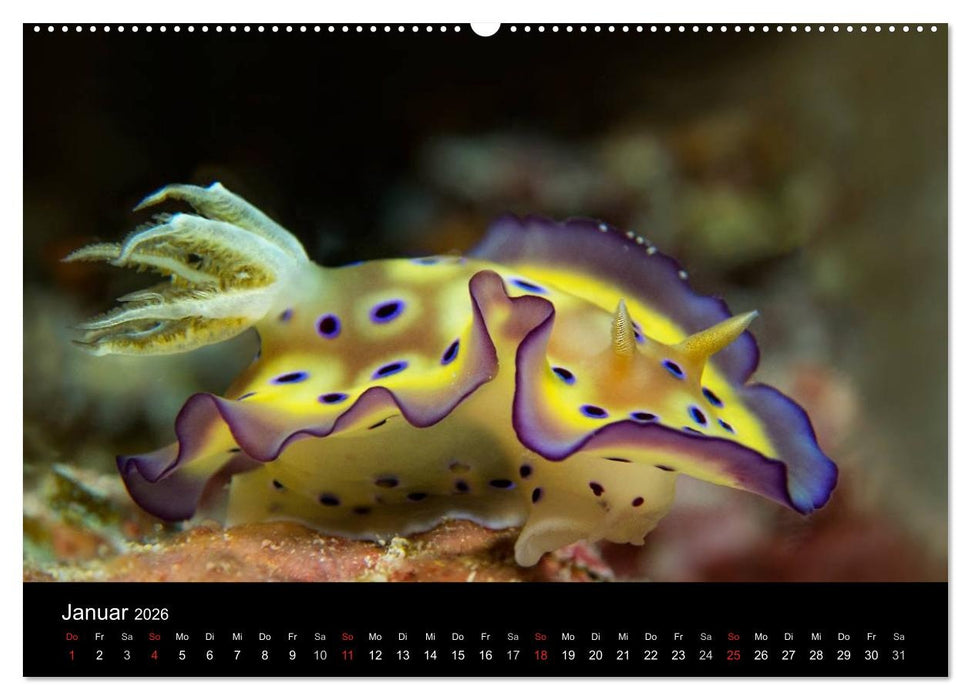 Unterwasserwelt Nacktschnecken (CALVENDO Premium Wandkalender 2026)
