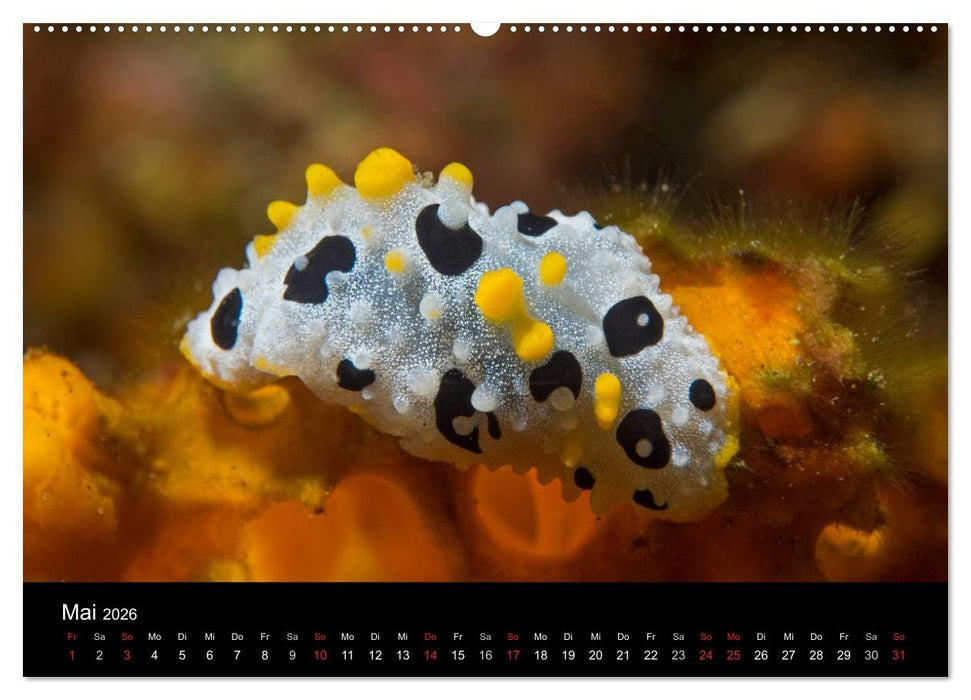 Unterwasserwelt Nacktschnecken (CALVENDO Premium Wandkalender 2026)