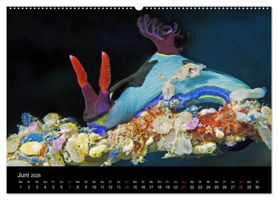 Unterwasserwelt Nacktschnecken (CALVENDO Premium Wandkalender 2026)