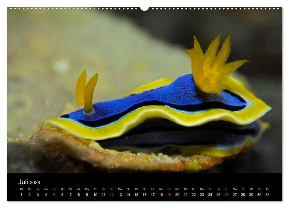 Unterwasserwelt Nacktschnecken (CALVENDO Premium Wandkalender 2026)