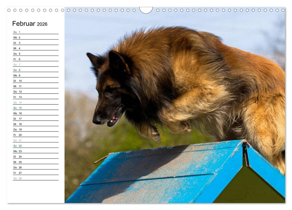 Agility - Sport und Spass (CALVENDO Wandkalender 2026)