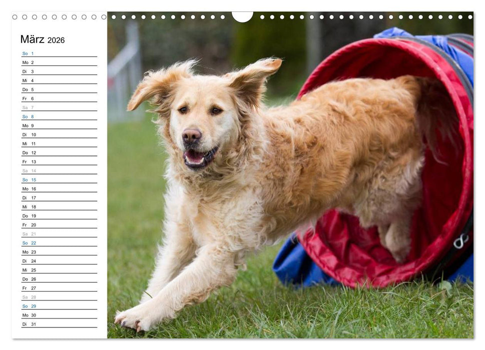 Agility - Sport und Spass (CALVENDO Wandkalender 2026)