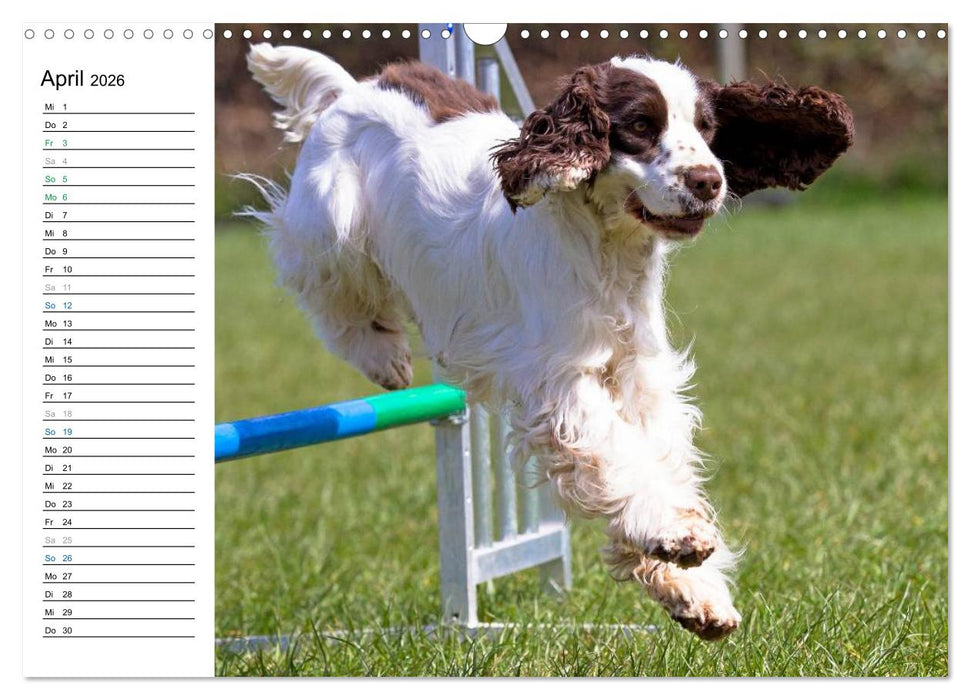 Agility - Sport und Spass (CALVENDO Wandkalender 2026)