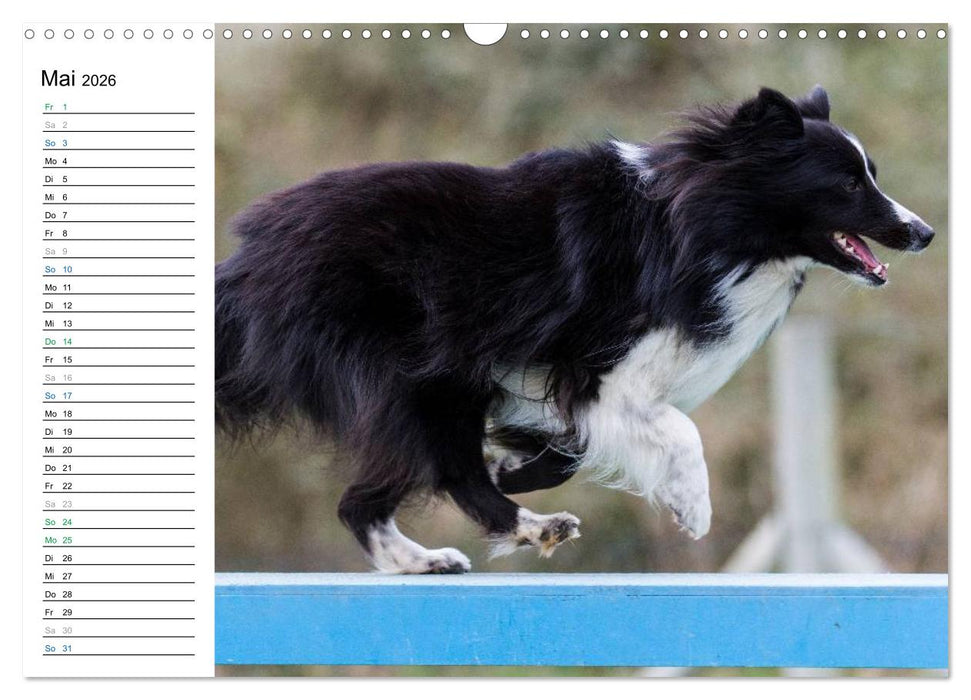 Agility - Sport und Spass (CALVENDO Wandkalender 2026)