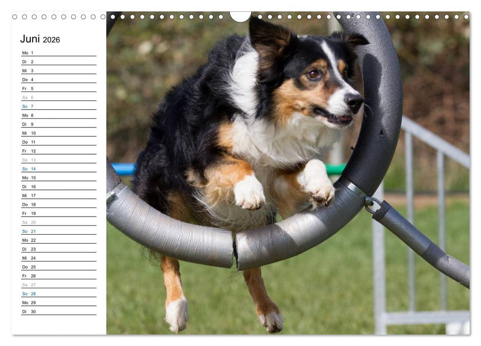 Agility - Sport und Spass (CALVENDO Wandkalender 2026)