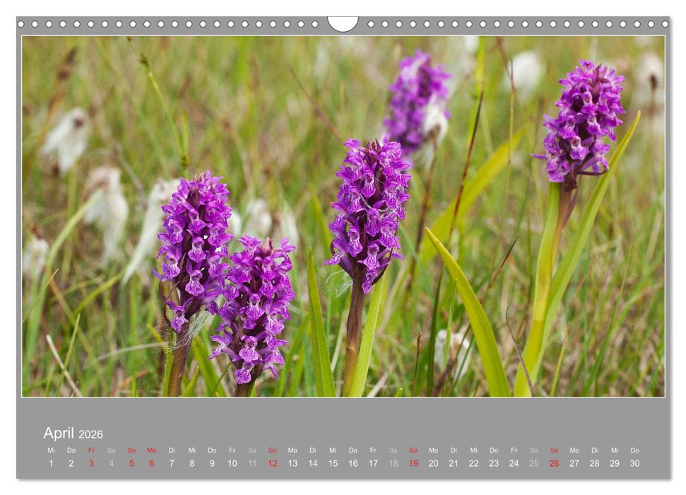 ÖLAND - Besuch im etwas anderen Schweden 2026 (CALVENDO Wandkalender 2026)