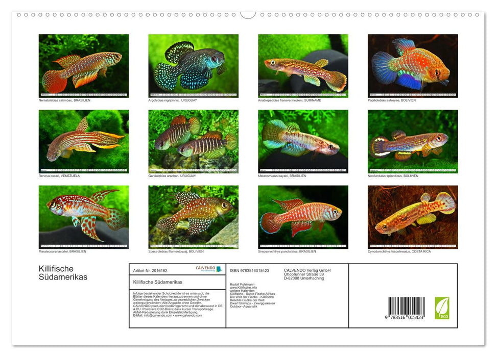 Killifische Südamerikas (CALVENDO Premium Wandkalender 2026)