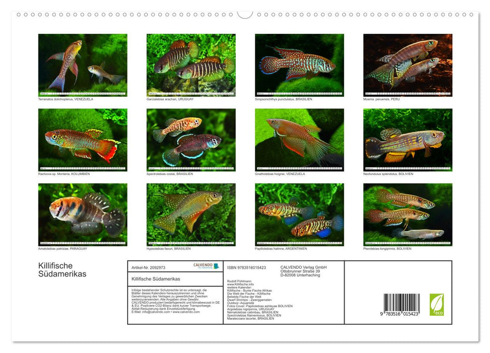 Killifische Südamerikas (CALVENDO Premium Wandkalender 2026)