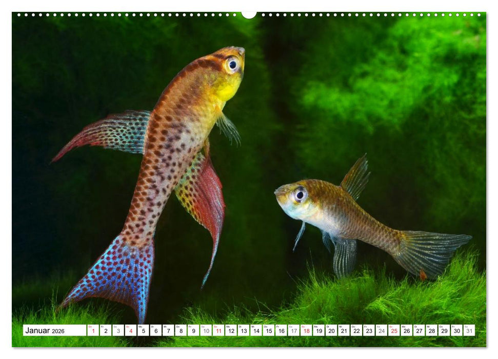 Killifische Südamerikas (CALVENDO Premium Wandkalender 2026)