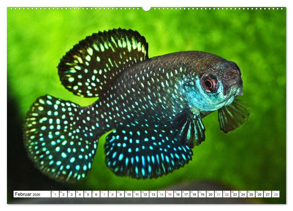 Killifische Südamerikas (CALVENDO Premium Wandkalender 2026)