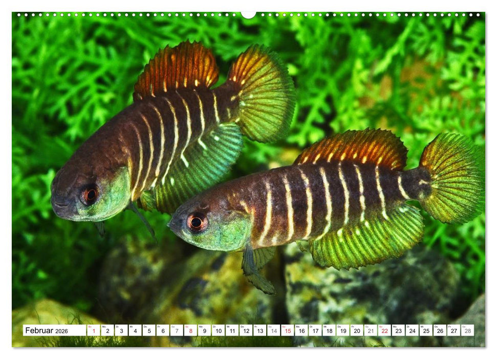 Killifische Südamerikas (CALVENDO Premium Wandkalender 2026)