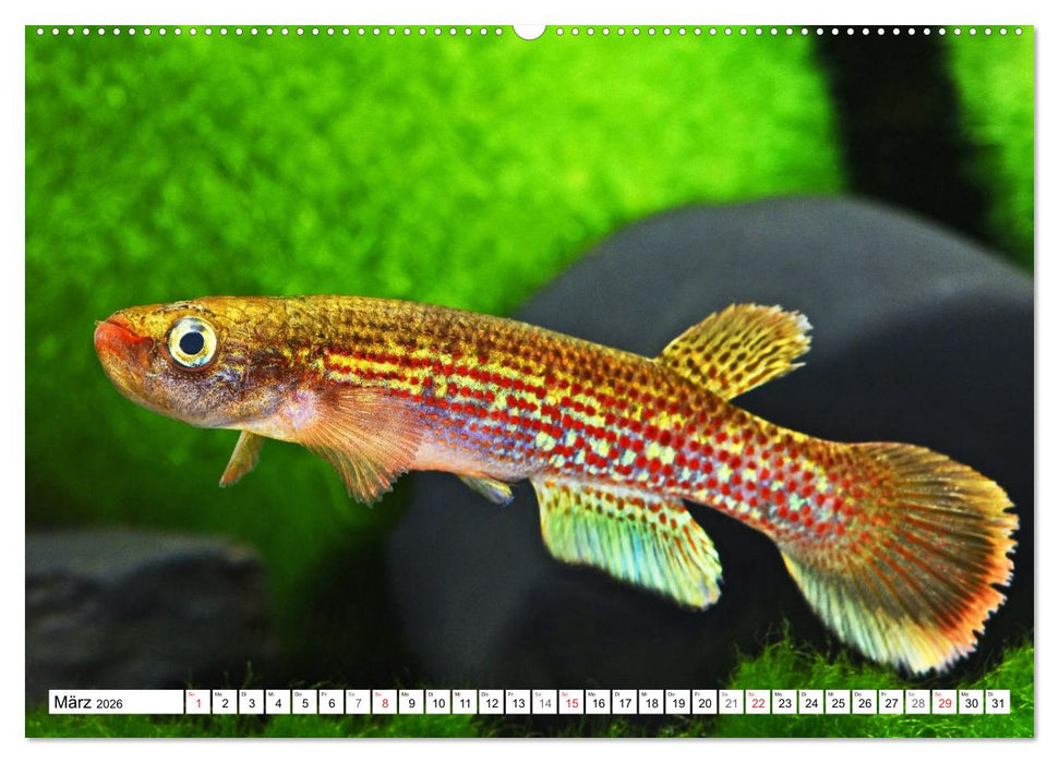 Killifische Südamerikas (CALVENDO Premium Wandkalender 2026)