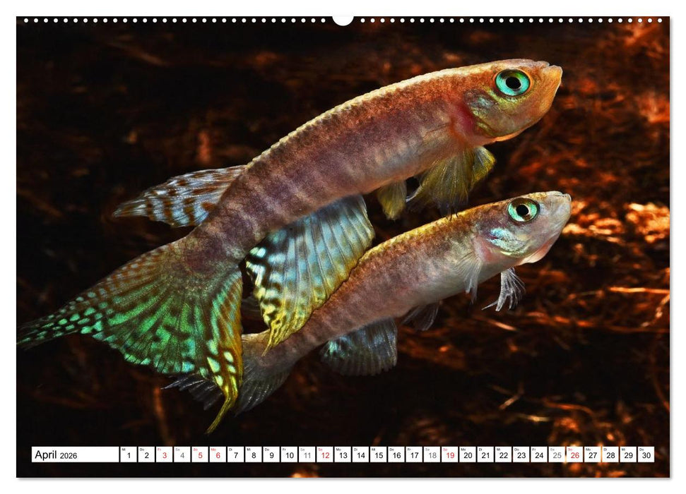 Killifische Südamerikas (CALVENDO Premium Wandkalender 2026)