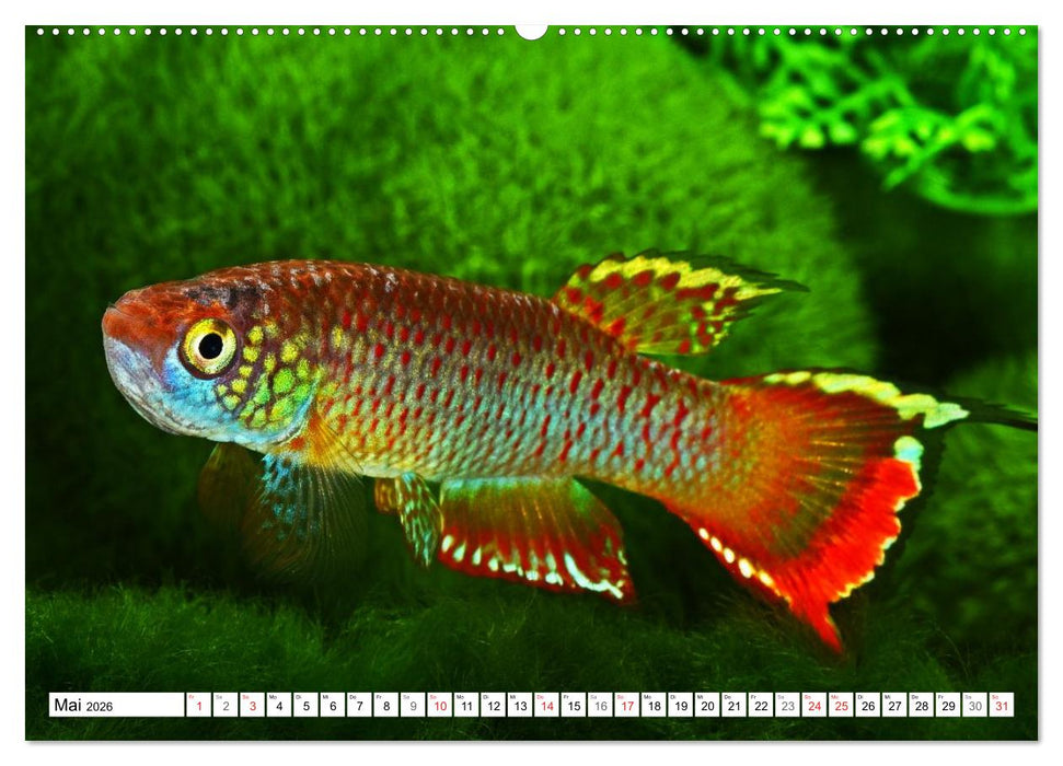 Killifische Südamerikas (CALVENDO Premium Wandkalender 2026)