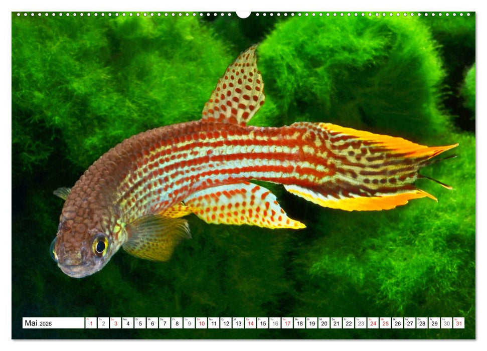 Killifische Südamerikas (CALVENDO Premium Wandkalender 2026)