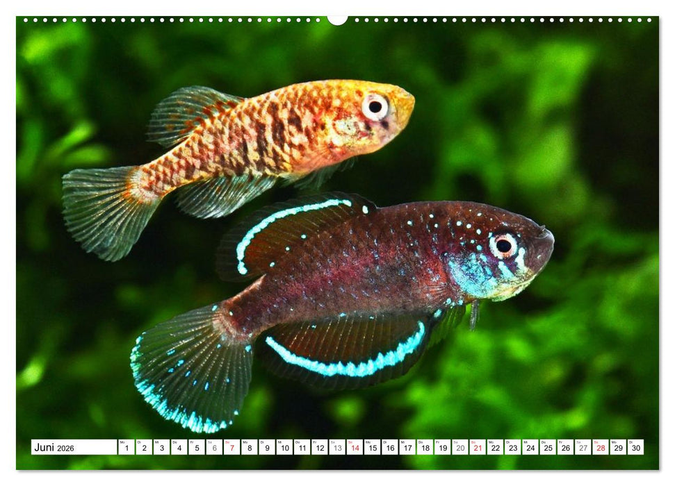 Killifische Südamerikas (CALVENDO Premium Wandkalender 2026)